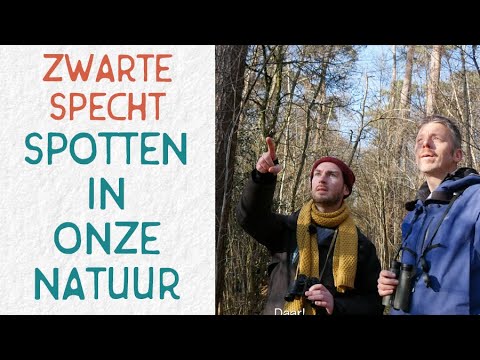 Video: Zwarte specht - een van de verplegers van het bos