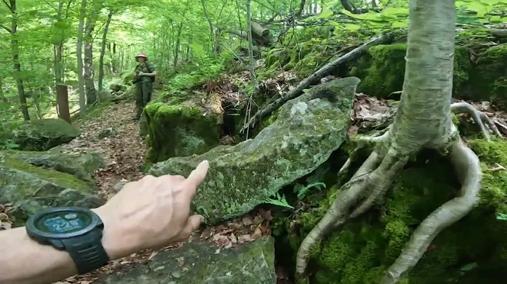 Biological weathering