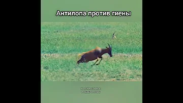 Антилопа против гиены