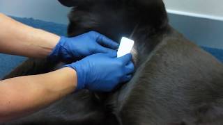 Impression smear (slide)