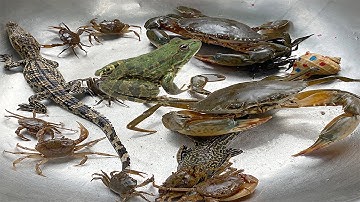 Kem Ốc Chanel và Cua Khổng Lồ bắt con rắn đuổi con chuột zombie, gặp Doreamon đang lắc vòng, con cá.