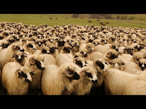 Video: Are o turmă de oi?