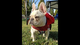 We went to a French bulldog Halloween costume meet up by kingtownfrenchies 62 views 2 years ago 3 minutes, 9 seconds