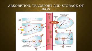 Pharmacology - Lecture 24 - Drugs Used in Anemias