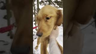 Heartwarming Freddy The Lost Puppy, Finds His Way Home After A Week In The Cold