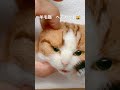 【羊毛フェルト猫】ヘアカット💇‍♀️