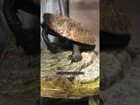 寝相 ニホンイシガメの無防備な熟睡を深夜に撮影しました笑