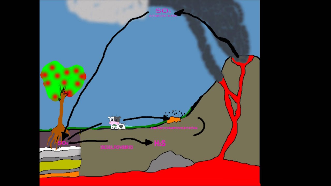 ciclo del azufre 6101 YouTube