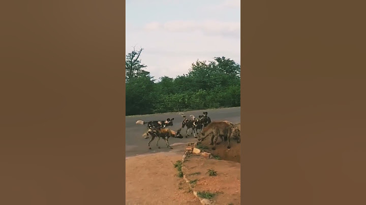 VITA YA MBWA MWITU NA FISI  NI BALAAA  #lion #hyena #fisi #serengeti #ngorongoro