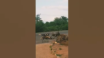VITA YA MBWA MWITU NA FISI NI BALAAA Lion Hyena Fisi Serengeti Ngorongoro 