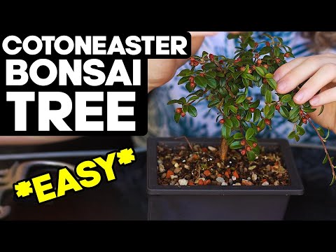 Video: Cotoneaster Plant Care - Inligting oor die groei van Cotoneaster-struike