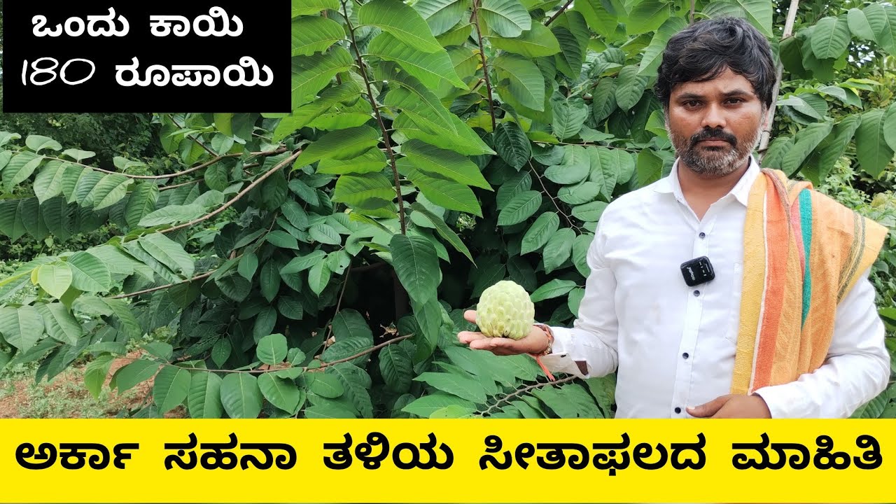 ಆರ್ಕಾ ಸಹನಾ ಸೀತಾಫಲ ತಳಿಯ ಮಾಹಿತಿ | Arca sahana custerd apple |