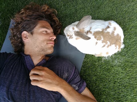 Caring for your Rabbit