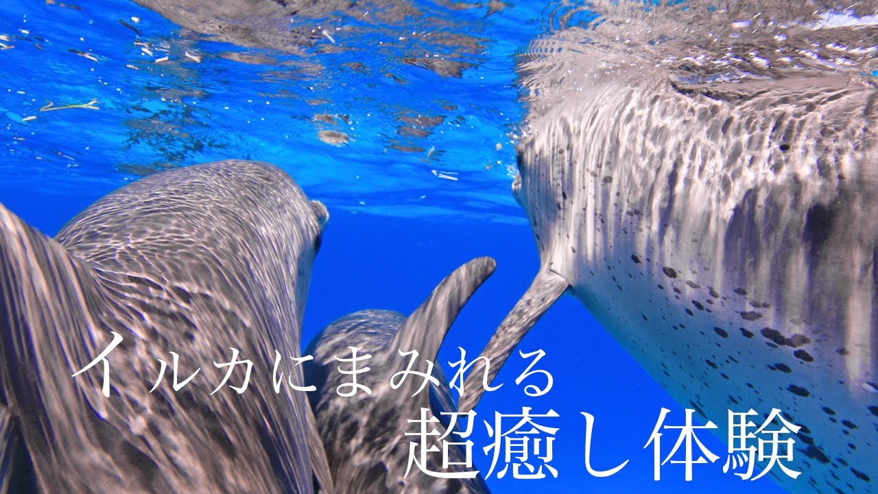 ドルフィンスイム イルカに囲まれ泳ぐ癒し動画 - Youtube
