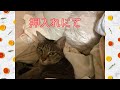 押入れにて【In the closet】