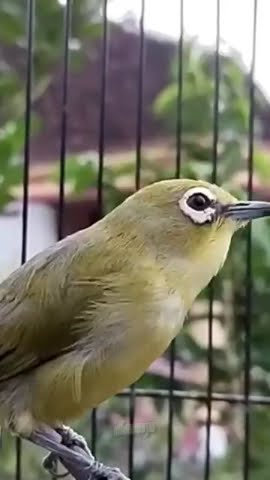 Pleci full isian murai batu #birdspecies #kicaumania #burung #pleci #animals