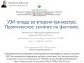 УЗИ плода во втором триместре. Практическое занятие на фантоме.