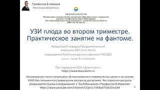 УЗИ плода во втором триместре. Практическое занятие на фантоме.