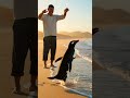 This Rescued Penguin Returns Yearly to Nuzzle His Savior's Hand