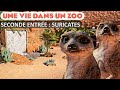 Nouvelle zone  4 vivariums et des suricates  pisode 80  planet zoo  franchise