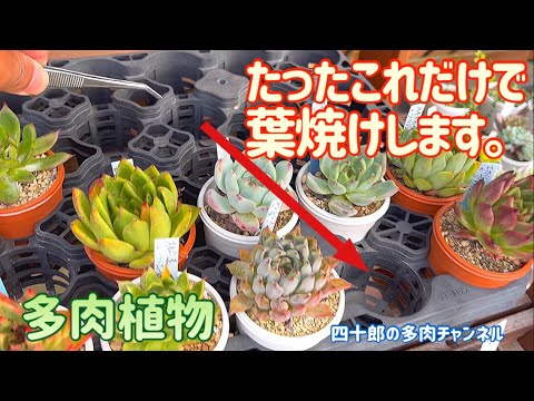 Succulents] 🌞 Just this much can cause leaf burn. - YouTube