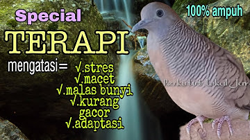 SPECIAL TERAPI PERKUTUT STRES DAN MALAS BUNYI