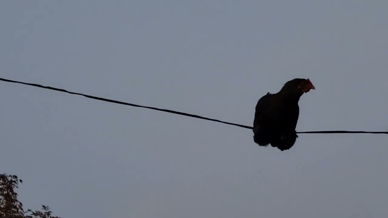 Găină zburătoare..  Flying chicken Blagesti Vaslui Romania