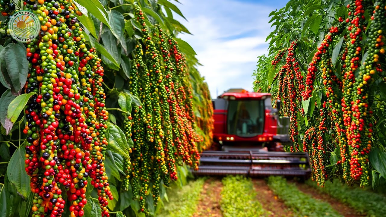 Как фермеры собирают тонны чёрного перца: современное выращивание чёрного перца