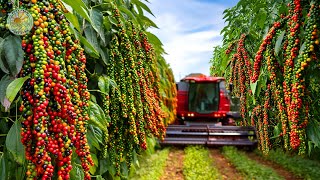 How Farmers Harvest Tons of Black Pepper: Modern Black Pepper Farming