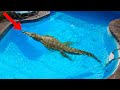 DISGUSTING Things Found In The Pool!