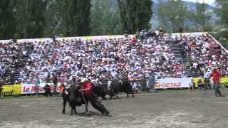Cow Fighting at FINALE NATIONALE DE LA RACE D'HERENS 5 May 2013 screenshot 1