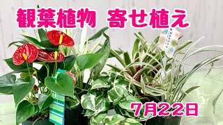 観葉植物の寄せ植えアンスリウムとスパティフィラムのプランツギャザリング