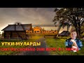 Взвешиваем уток-мулардов в 1 месяц и 1 день //&quot;Мое Подворье&quot;