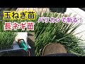 楽しく家庭菜園！長ネギ苗・玉ねぎ苗バリカンでカットして定植