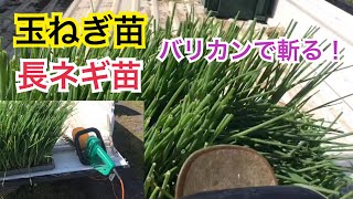 楽しく家庭菜園！長ネギ苗・玉ねぎ苗バリカンでカットして定植