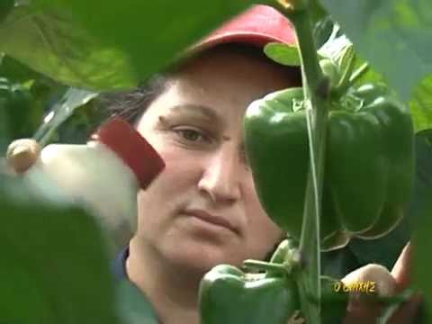 Βίντεο: Πιπεριές σε ένα θερμοκήπιο: σημαντικές αποχρώσεις