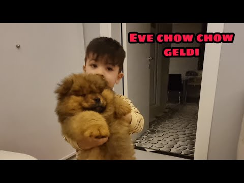 Video: Uzaklara Kaçan Chow Chow Onurlandırmanın 3 Muhteşem Yolu