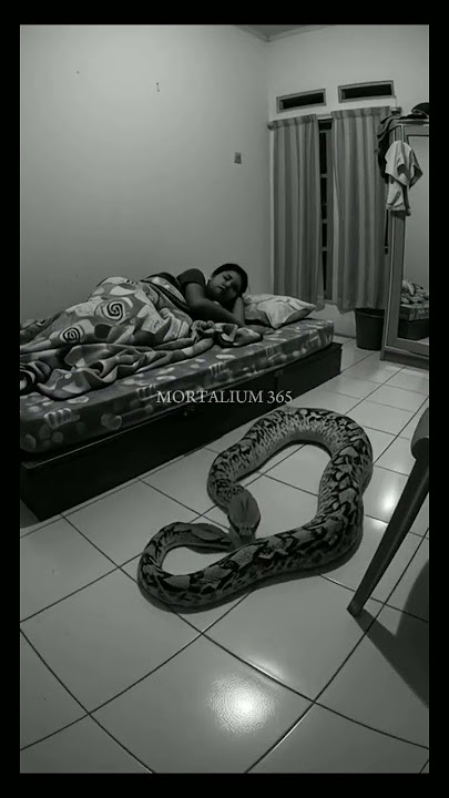 CCTV Clearly Captures a Snake Entering a Room #shorts #viral #fyp
