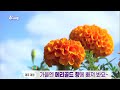 6시 내 고향 [가을엔 메리골드 향에 빠져봐요~] KBS제주 220907방송