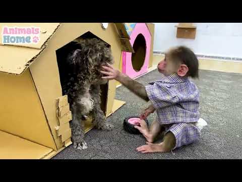 Bibi the monkey becomes a professional mechanic 🙉