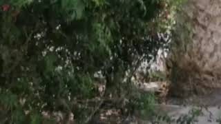 تيتيمة غرقات خالتها  ويسرا تلفات وبانت ليها بسمة في البلان وفضيحة لايف البارح استعراض .. 🙆