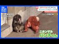 “ぬいぐるみがお母さん”の子ザル「パンチくん」 ホワイトハウスにGoogleまで…世界が熱視線！　千葉県・市川市動植物園｜TBS NEWS DIG
