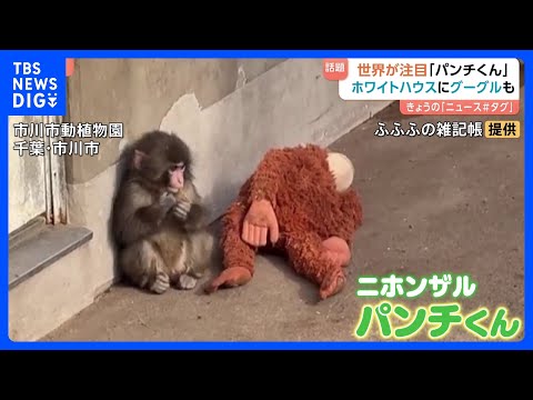 ぬいぐるみがお母さん”の子ザル「パンチくん」 ホワイトハウスにGoogle