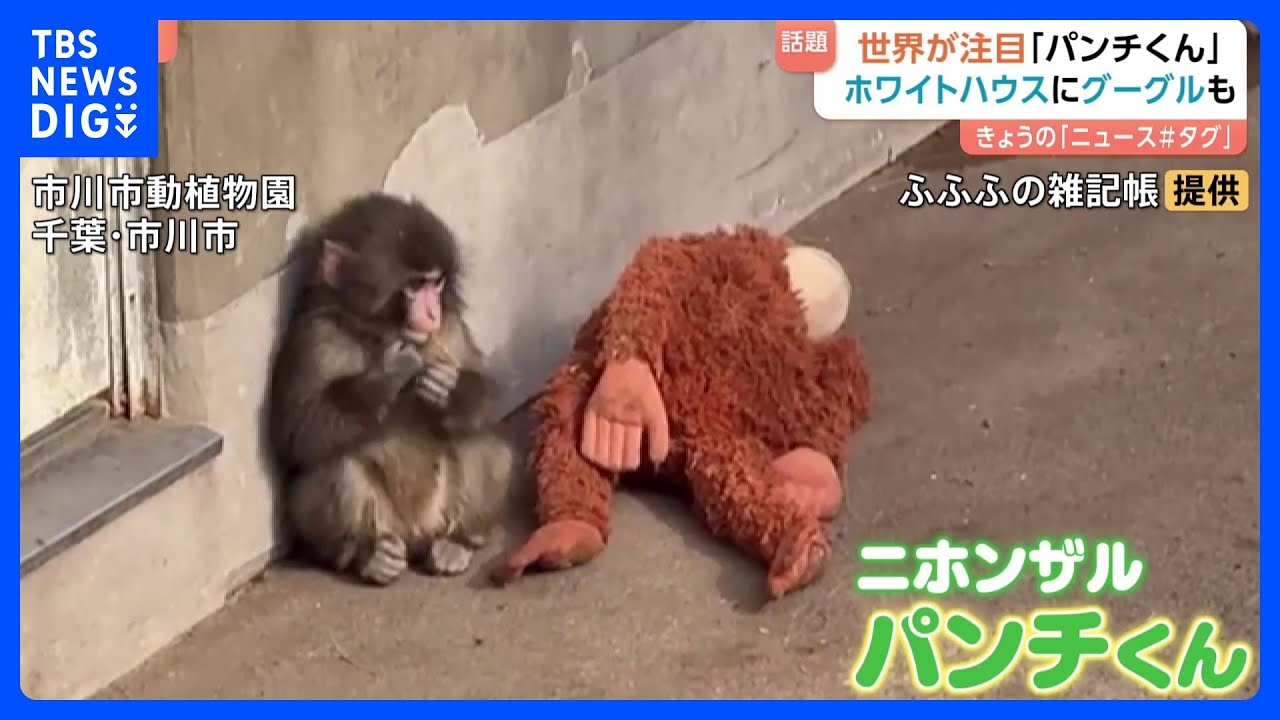 “ぬいぐるみがお母さん”の子ザル「パンチくん」 ホワイトハウスにGoogleまで…世界が熱視線！　千葉県・市川市動植物園｜TBS NEWS DIG