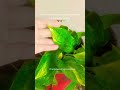 Growth of money plant 💖#fypシ #gardening #hobbysoul #trendingreels #garden #plants #moneyplant