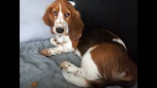 Blossom's 1st photo slideshow! by Blossom the Basset Hound 158 views 1 month ago 2 minutes, 35 seconds
