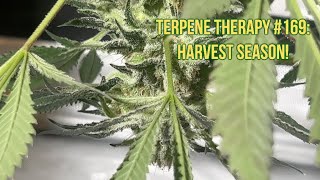 Terpene Therapy #169: Harvest Season!