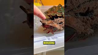 Mata mata turtle kura-kura unik yang memiliki kepala lancip dan hidung seperti selang