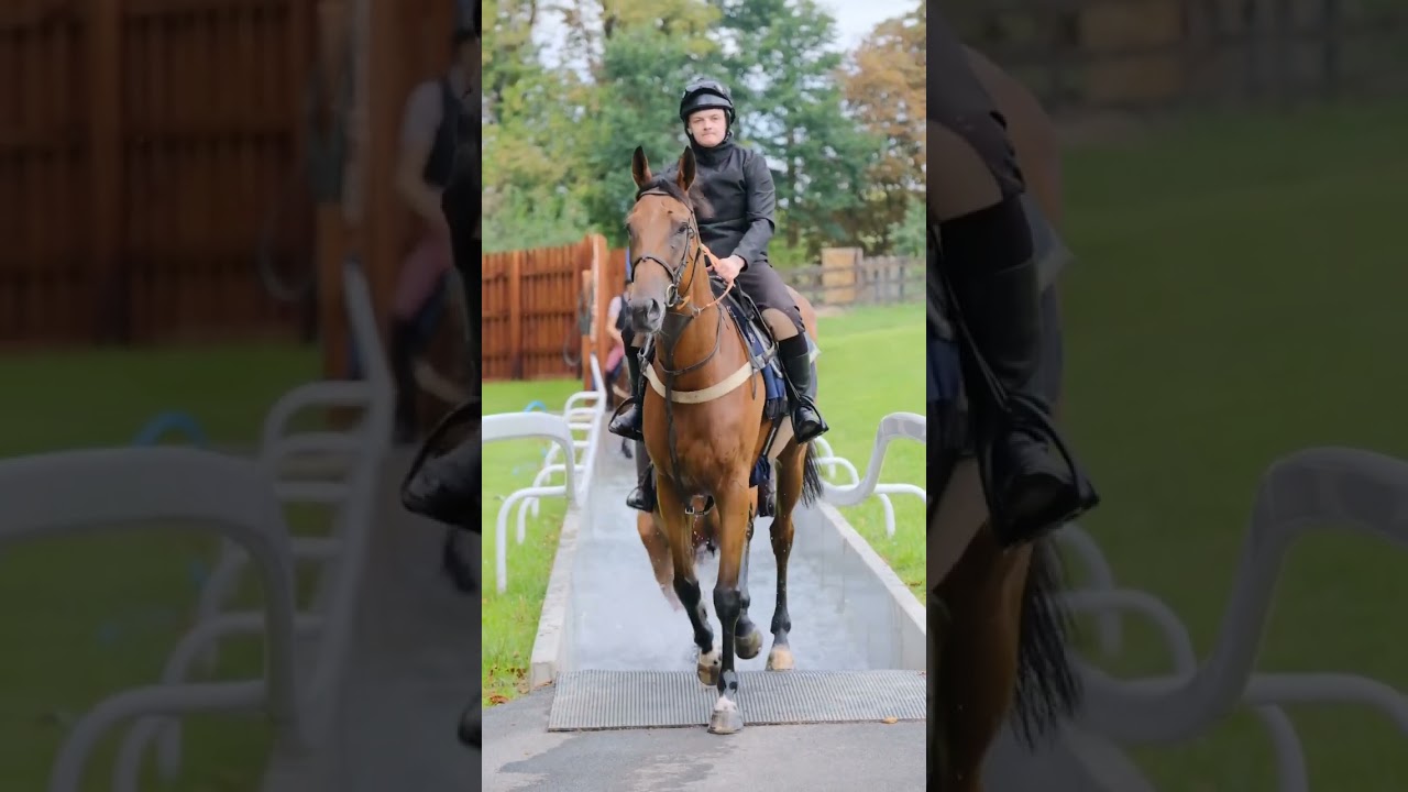 The most BEAUTIFUL Racehorse 💚 NationalRacehorseWeek YouTube