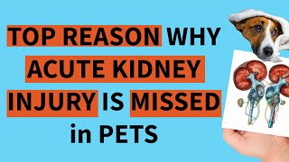 Acute Kidney Injury in Dogs and Cats: Definition, classification, diagnosis, creatinine analysis